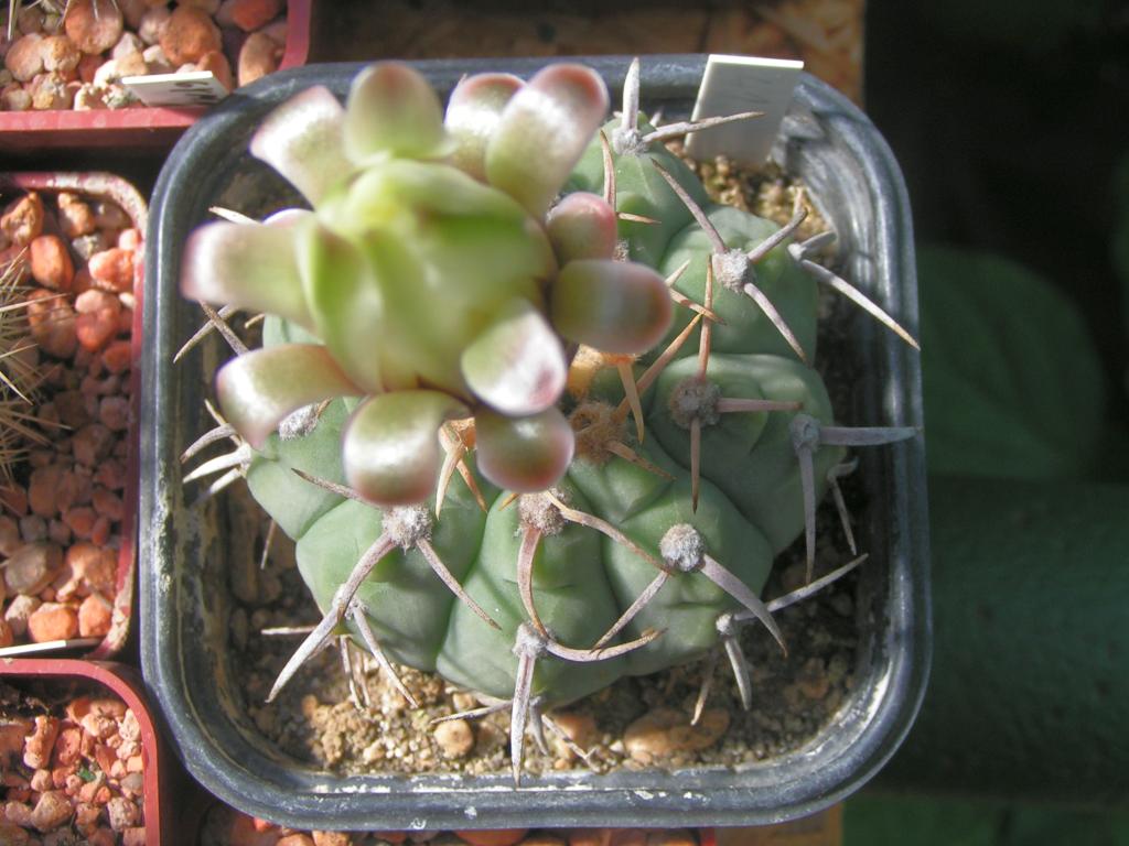 Gymnocalycium vatterii P 108 las Rabonas